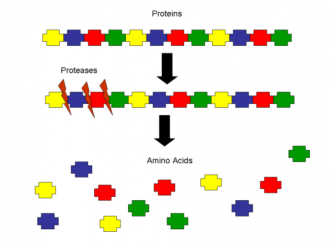 Image of protein into amino acid by protease enzyme